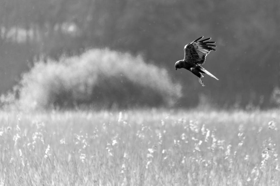Free Image of A bird flying in the air 