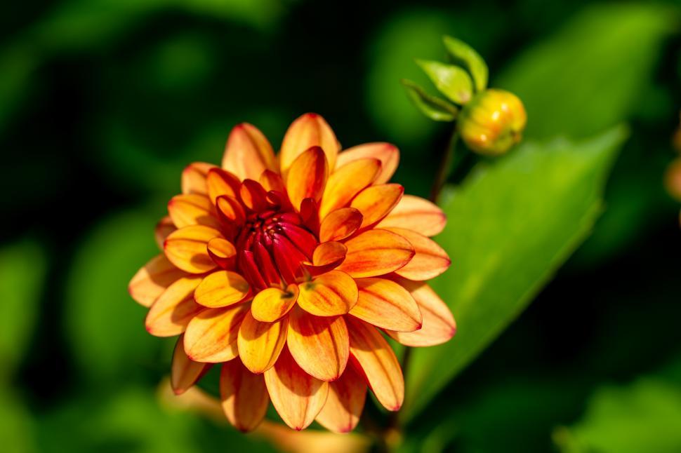 Free Image of A close up of a flower 