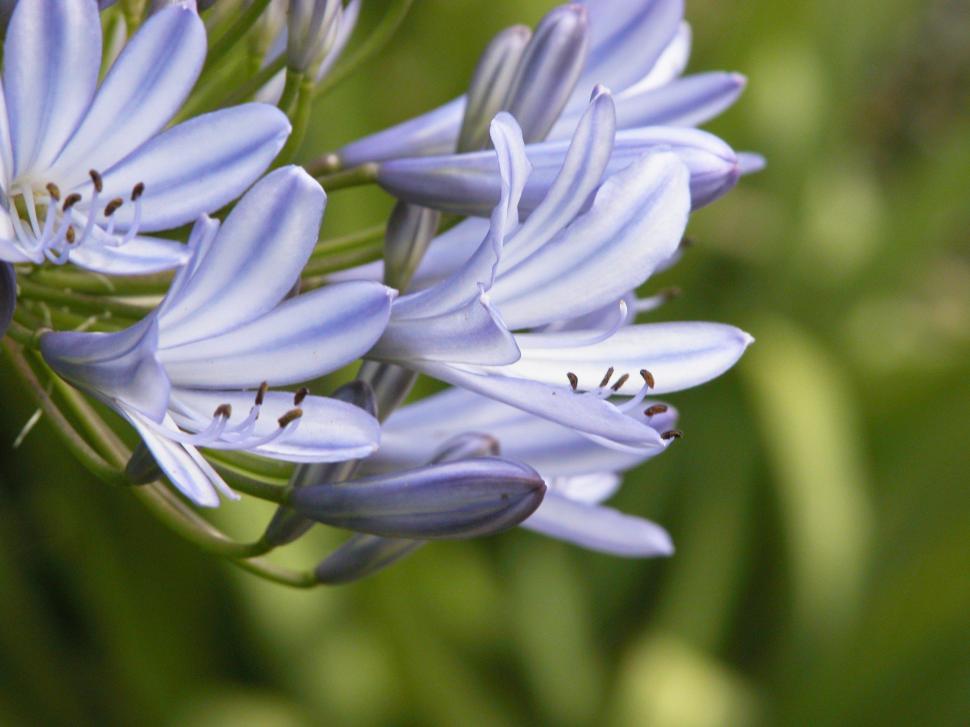Free Image of A close up of a flower 