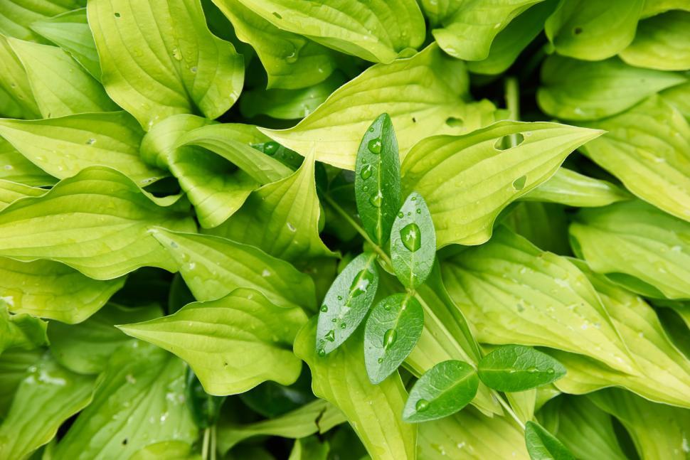 Free Image of A close up of a plant 