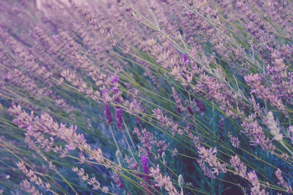 Free Image of A close up of purple flowers 