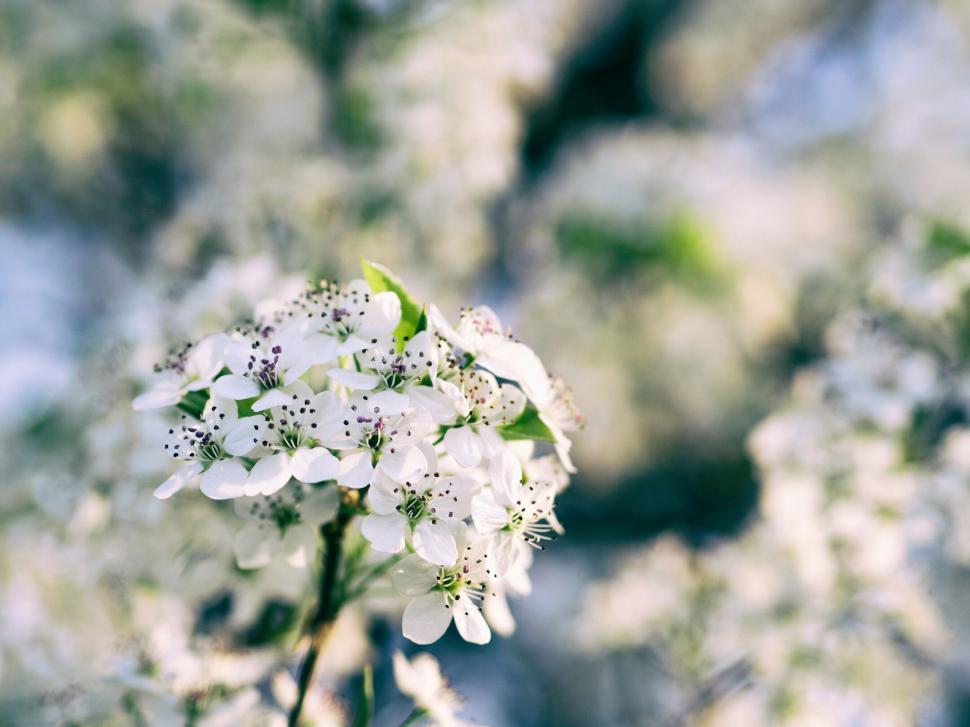 Free Image of A close up of a white flower 