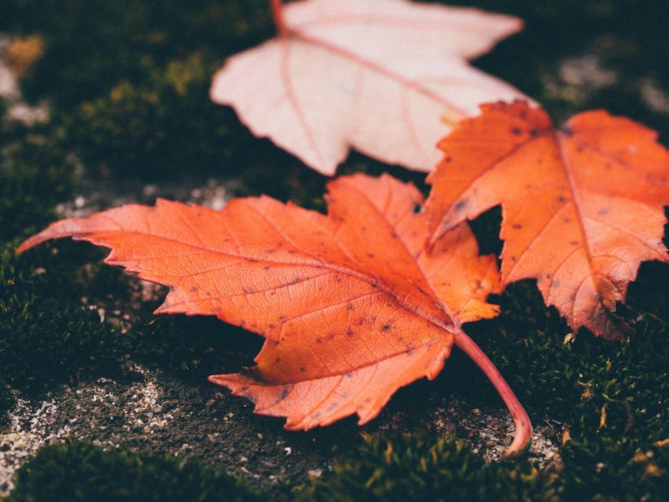 Free Image of A close up of leaves 