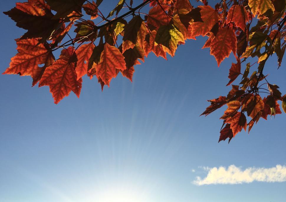 Free Image of A tree branch with red leaves and blue sky 