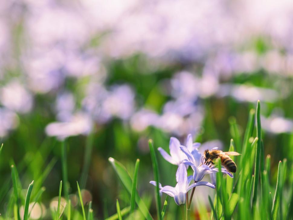 Free Image of A bee on a flower 