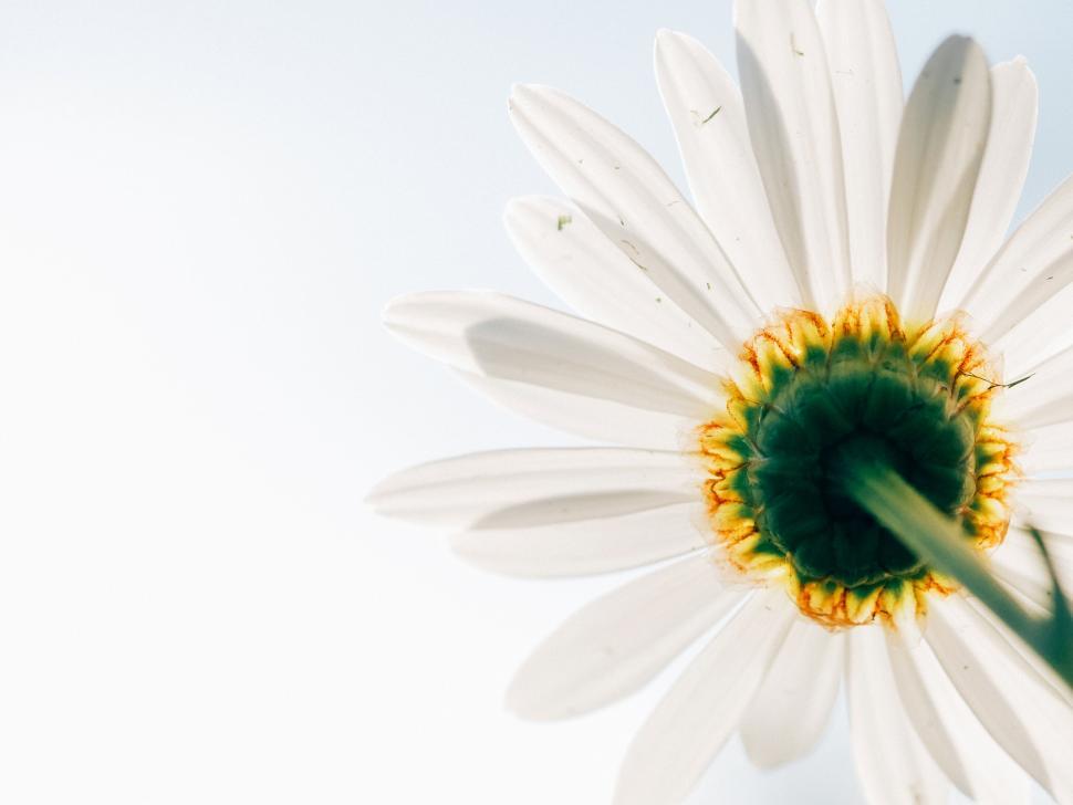 Free Image of A close up of a flower 