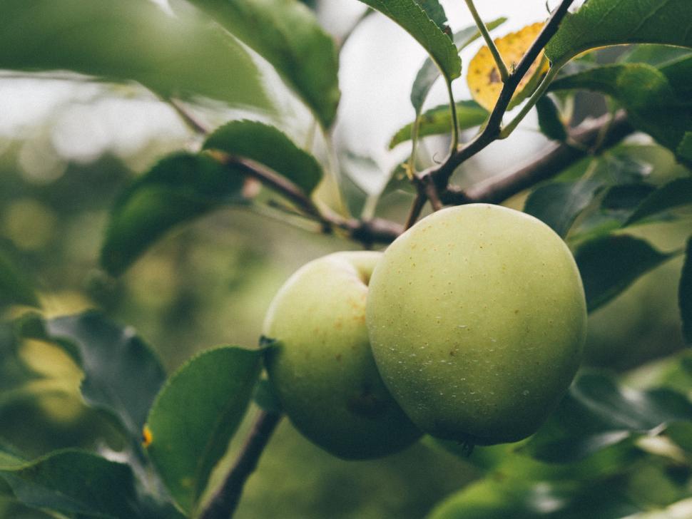 Free Image of A close up of a fruit on a tree 