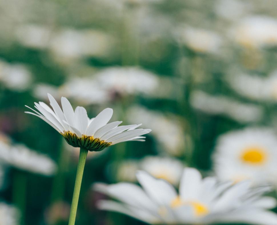 Free Image of A close up of a flower 