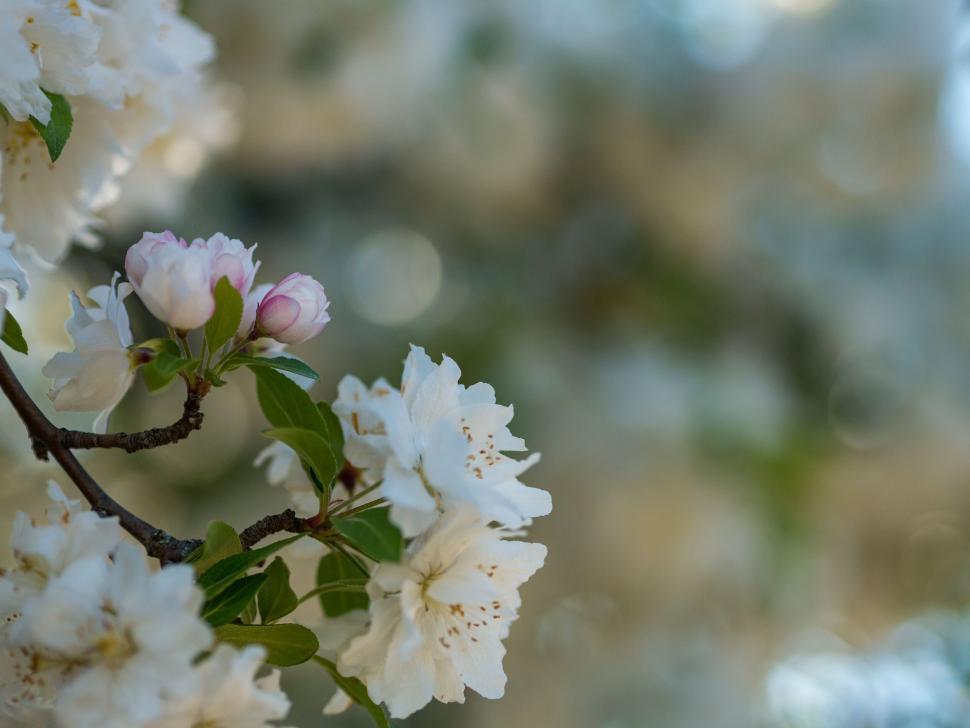 Free Image of A close up of a white flower 