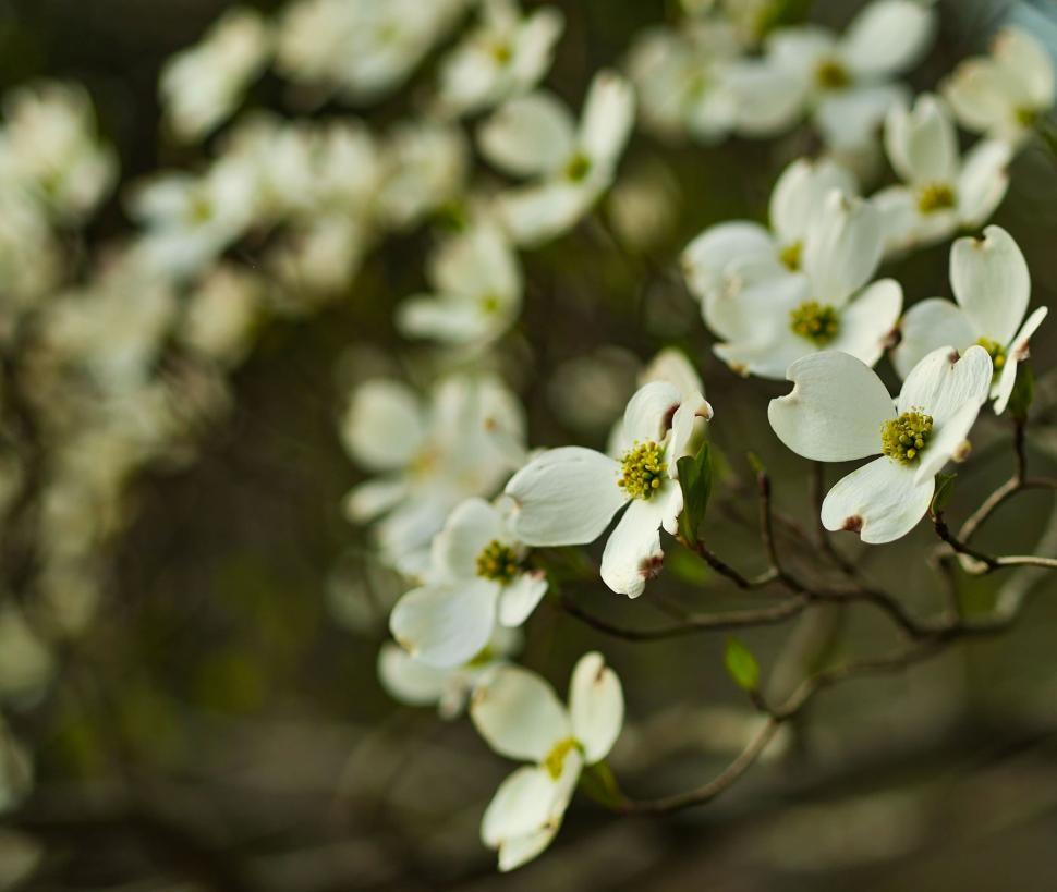Free Image of A group of white flowers 