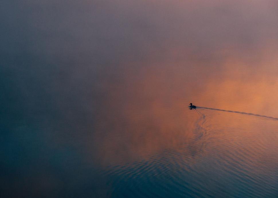 Free Image of A duck swimming in water 