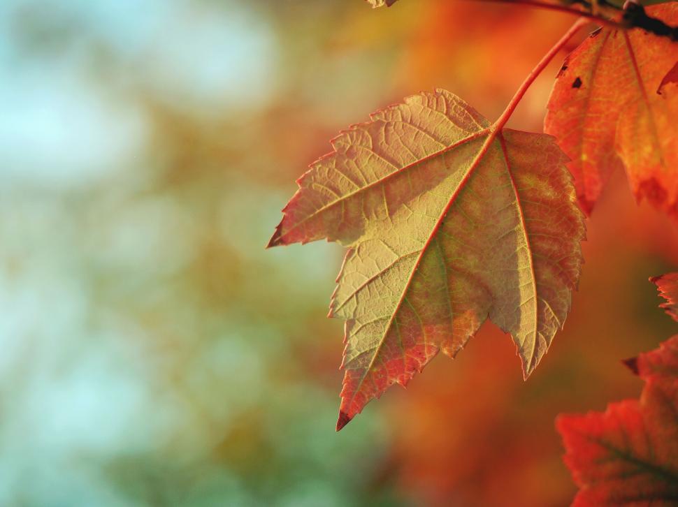 Free Image of A close up of a leaf 