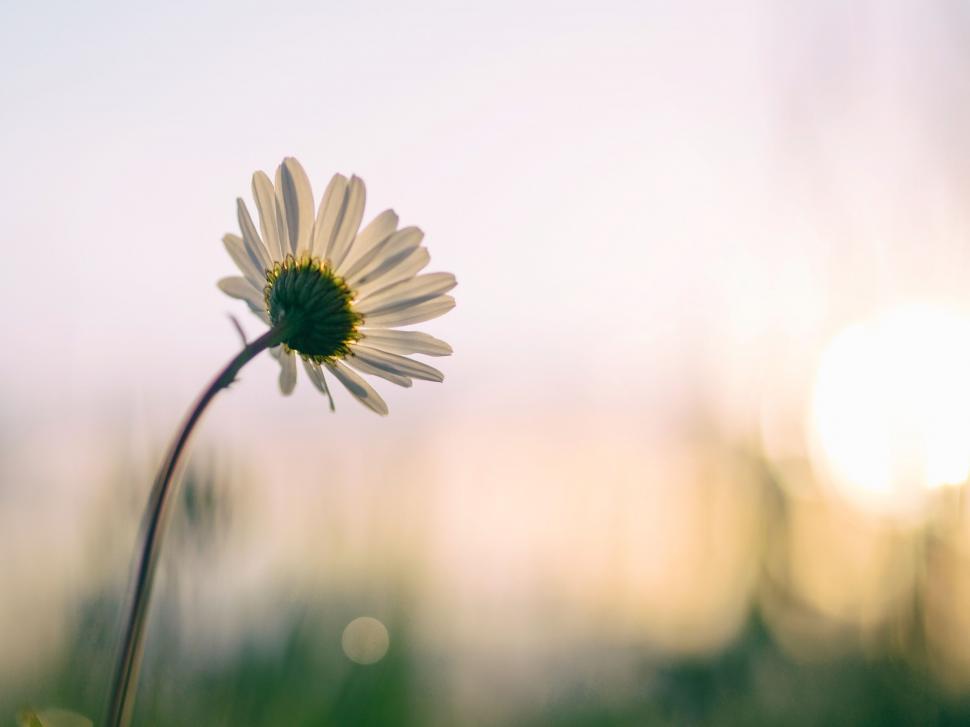 Free Image of A close up of a flower 