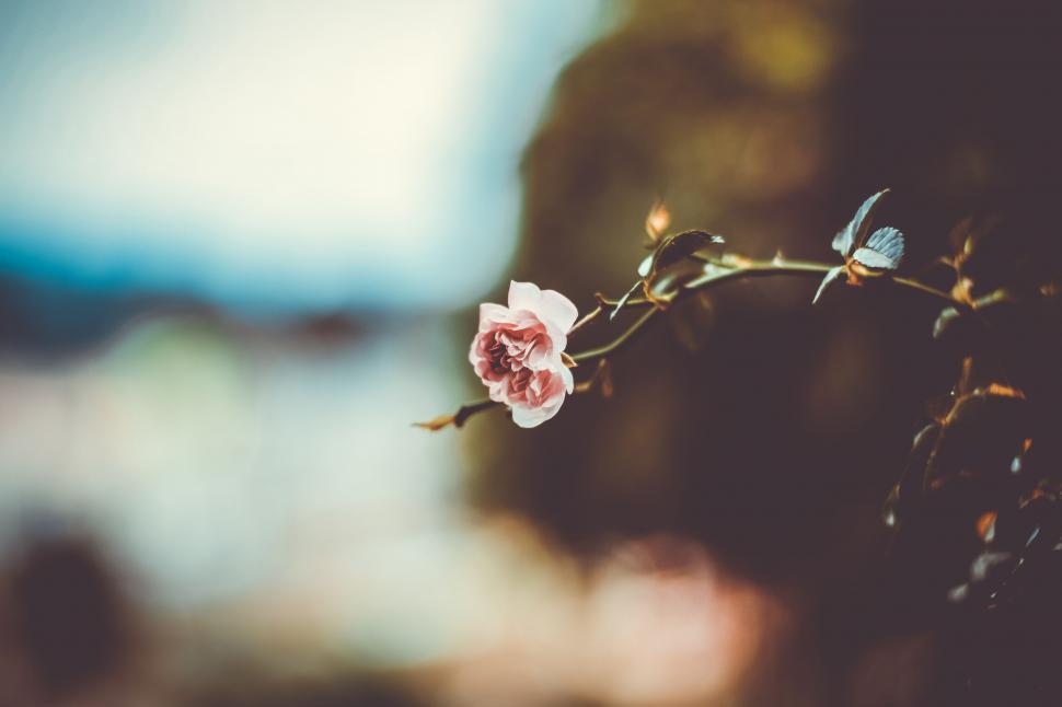 Free Image of A close up of a flower 