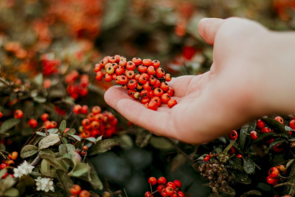 Free Image of A hand holding a bunch of berries 