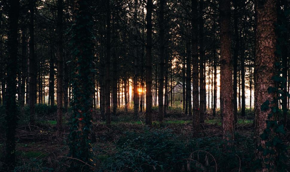 Free Image of A forest with trees and a house in the distance 