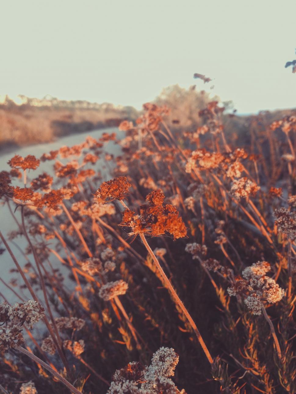 Free Image of A close up of a field of flowers 