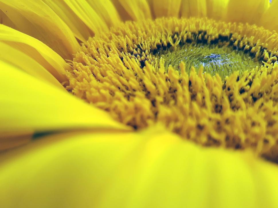 Free Image of A close up of a yellow flower 