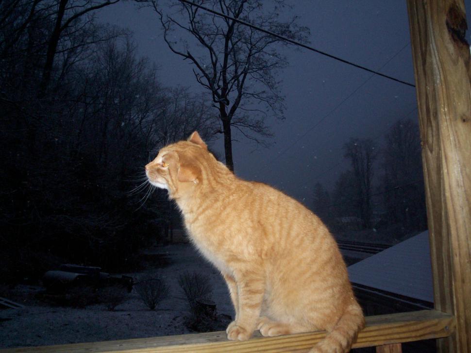 Free Image of What is that white stuff? 