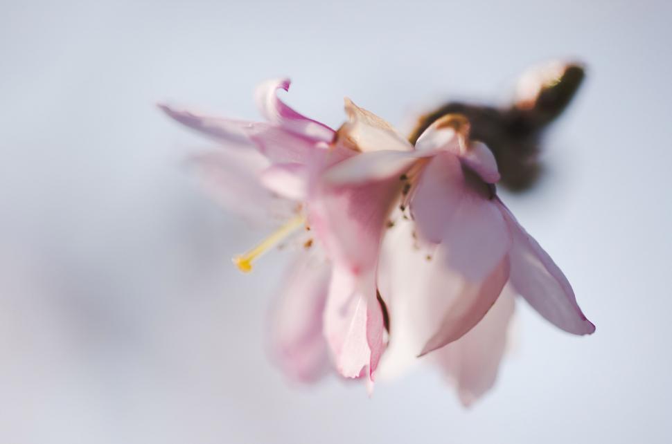 Free Image of A close up of a flower 