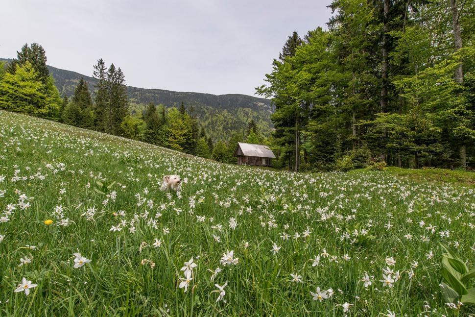 Free Image of A dog in a field of flowers 