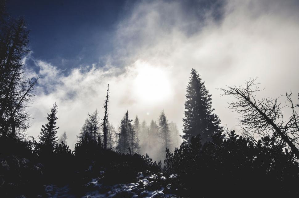 Free Image of A group of trees in the snow 