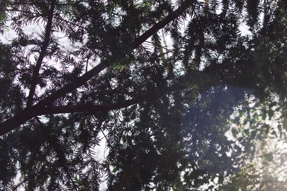 Free Image of A tree branches with leaves 