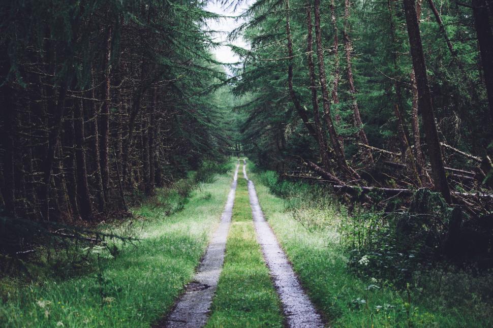 Free Image of A dirt road through a forest 