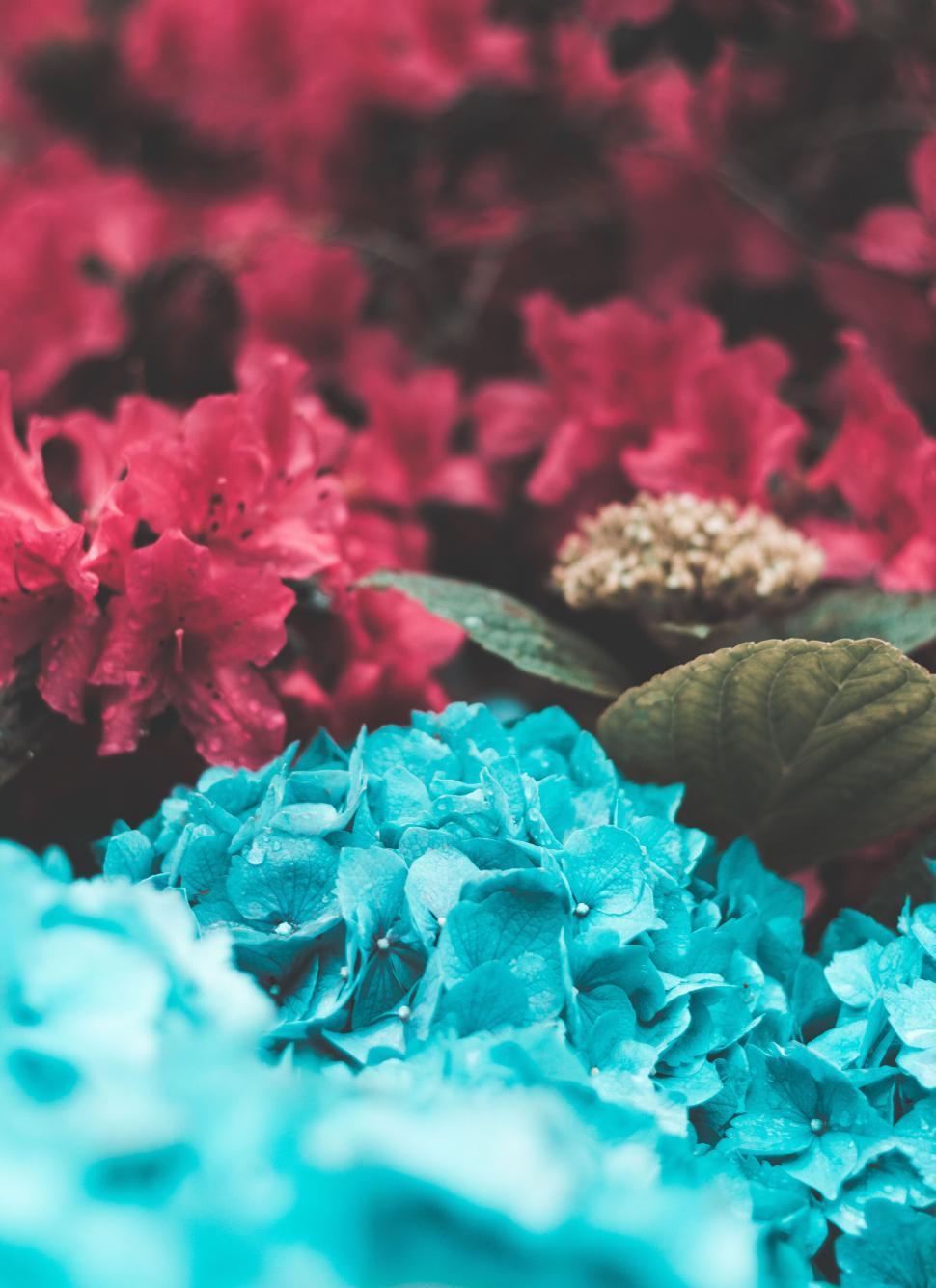 Free Image of A group of flowers with leaves 