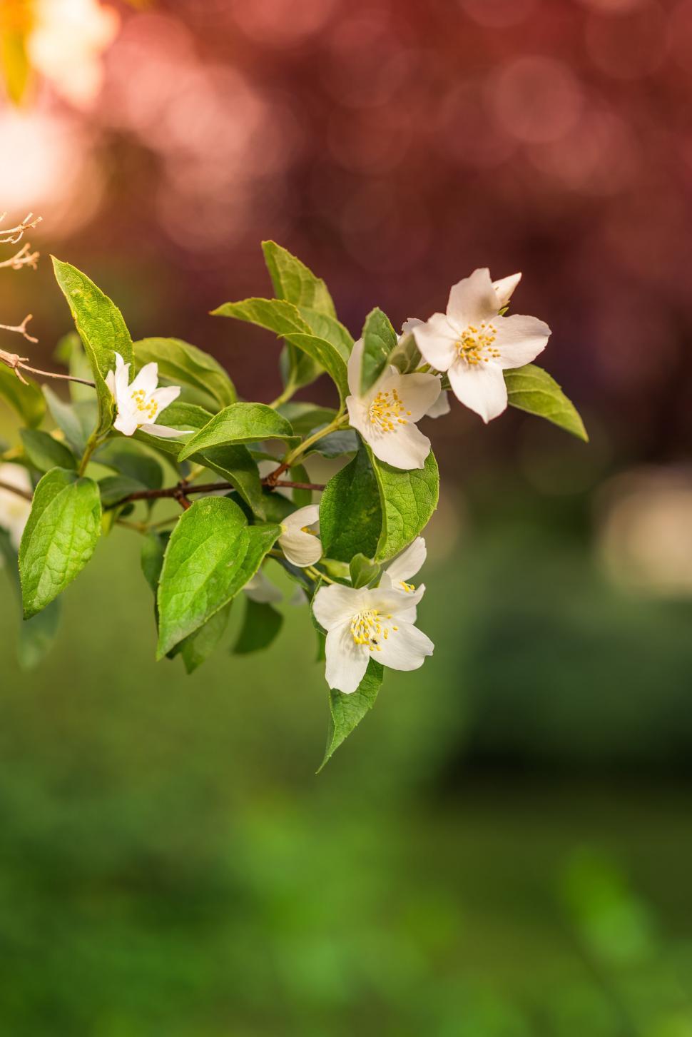 Free Image of A close up of a flower 