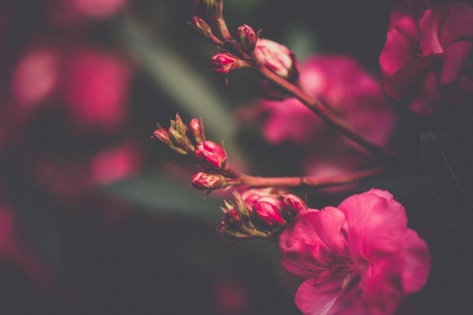 Free Image of A close up of pink flowers 