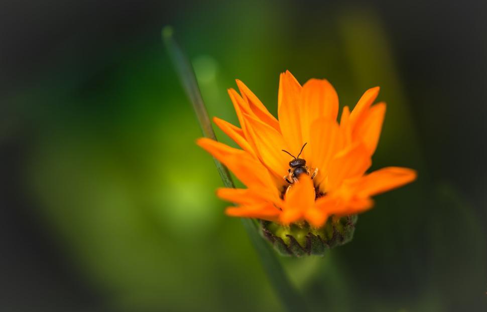 Free Stock Photo of A close up of a flower | Download Free Images and ...