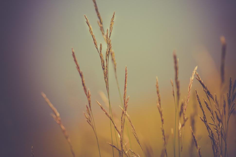 Free Image of A close up of grass 