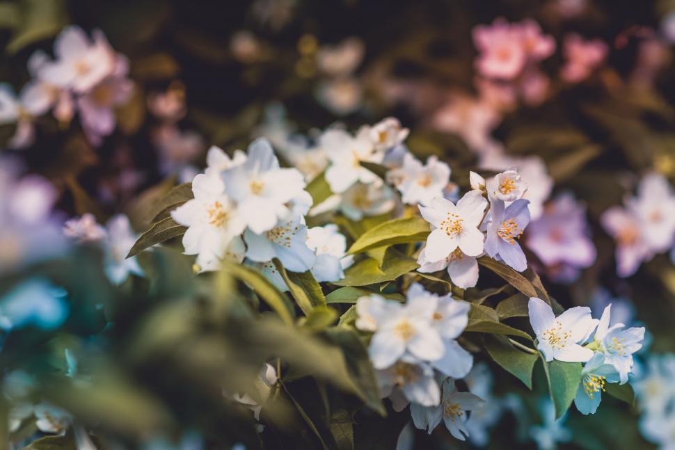 Free Image of A group of white flowers 