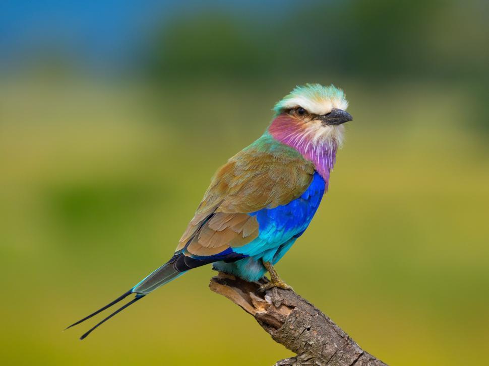 Free Image of A bird sitting on a branch 
