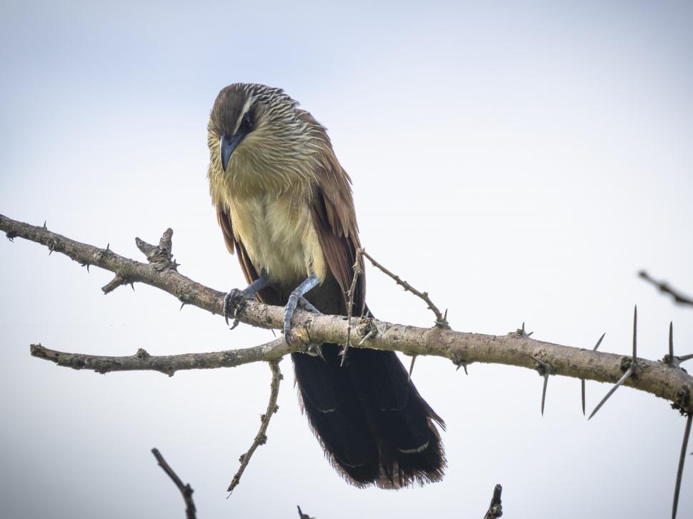 Free Image of A bird on a branch 