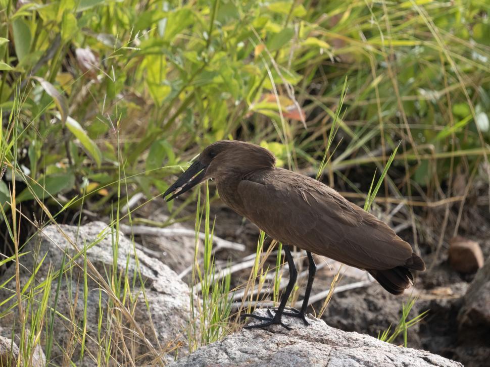 Free Image of A bird standing on a rock 