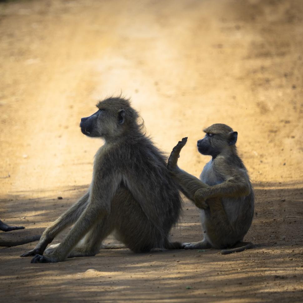 Free Image of A monkey sitting on the ground 