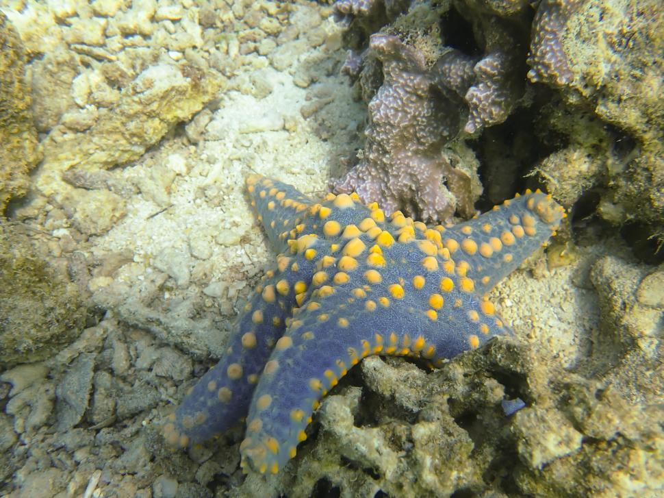 Free Image of A starfish in the water 