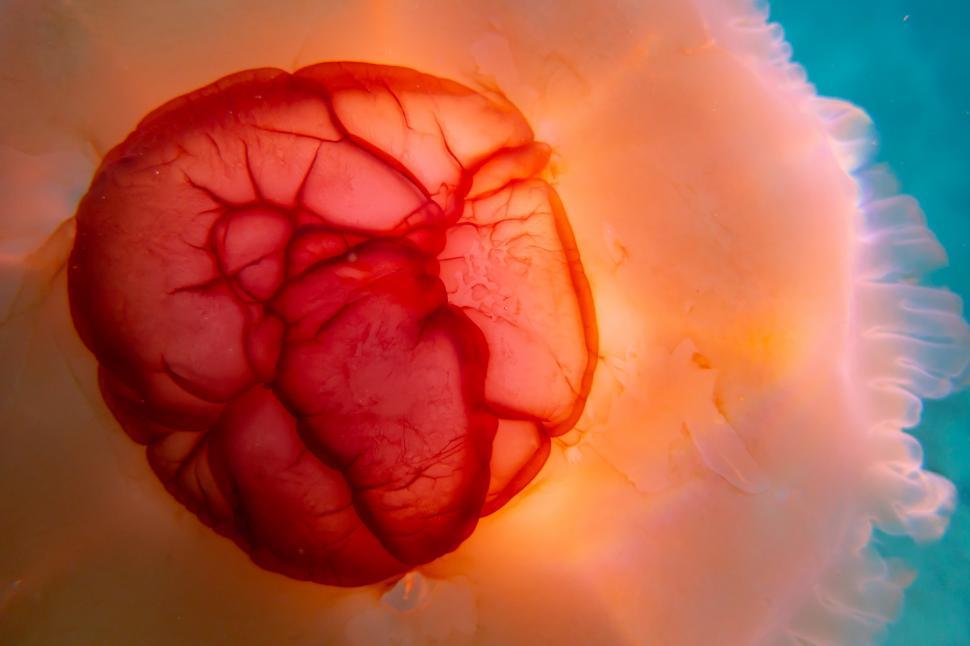 Free Image of A close up of a jellyfish 