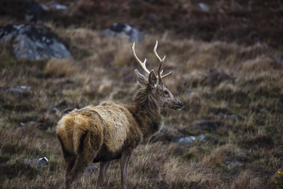 Free Image of A deer with antlers in a field 