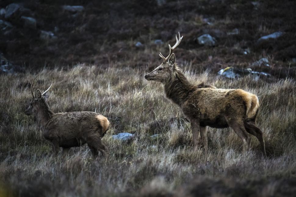 Free Stock Photo of A group of deer in a field