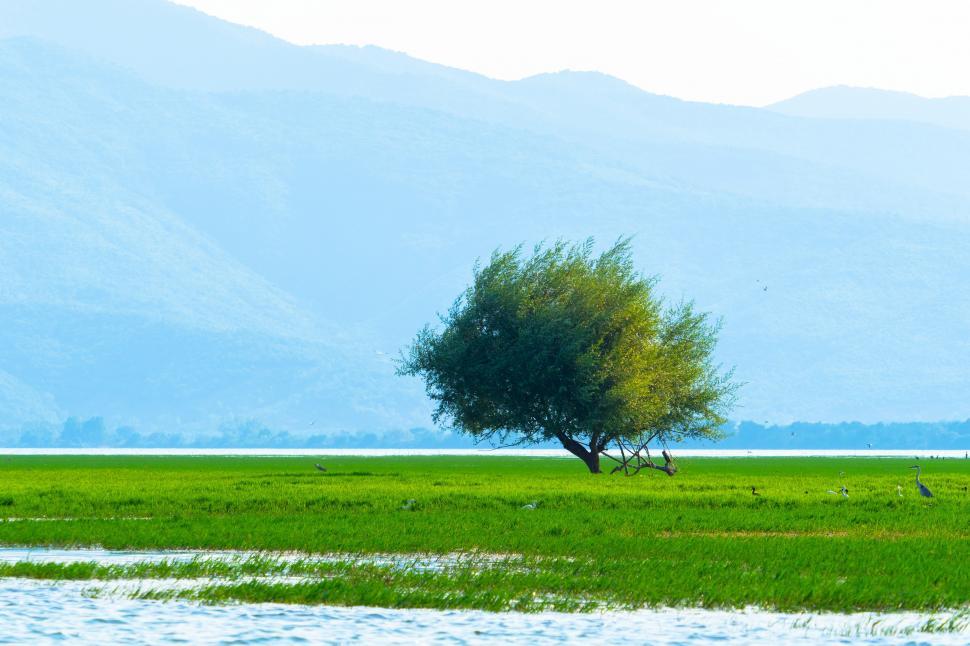 Free Image of A tree in a grassy field 