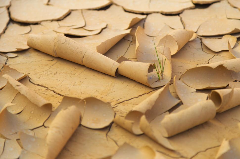 Free Image of A plant growing out of a cracked area 