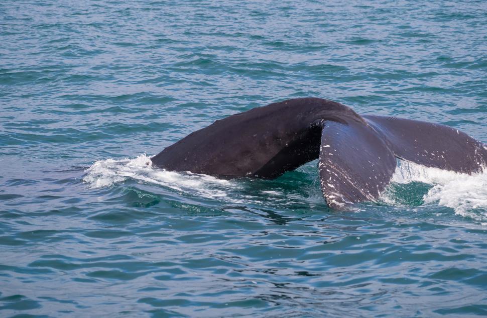 Free Stock Photo of A whale tail in the water | Download Free Images ...