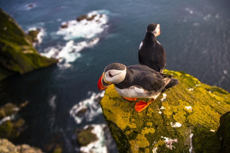 Free Image of Two birds on a rock 
