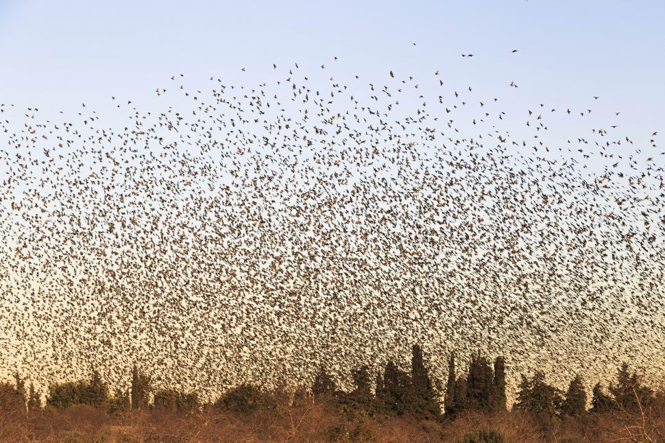 Free Image of A large flock of birds 