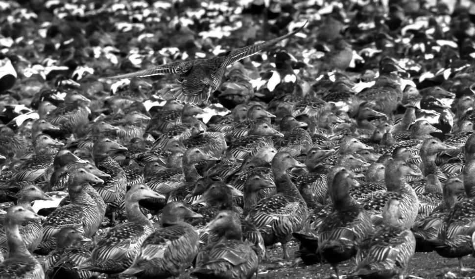 Free Image of A bird flying over a large group of ducks 