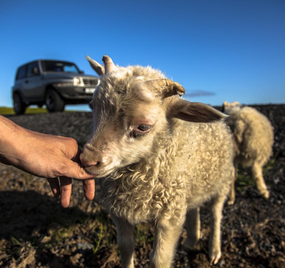 Free Image of A person s hand petting a baby goat 