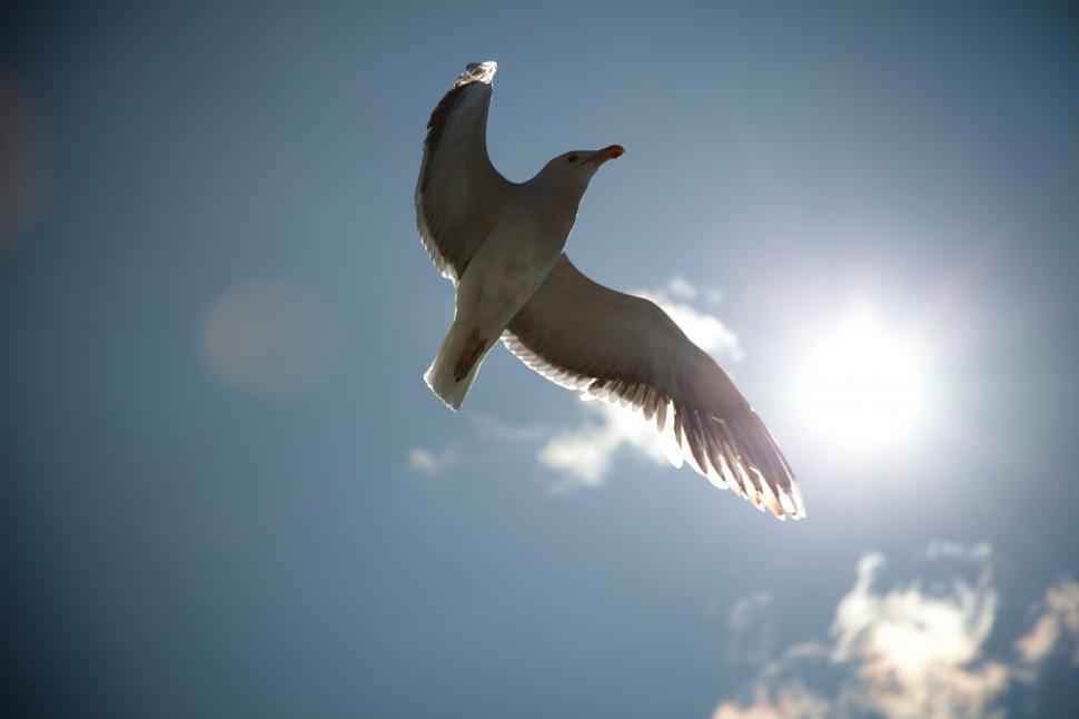 Free Image of A bird flying in the sky 